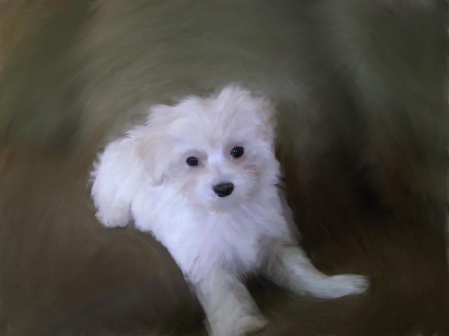 Dog Painting - Playful Puppy by Link Deases-Gimmi