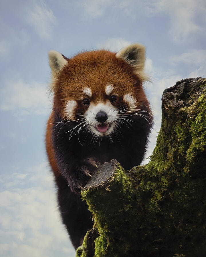 Nature Painting - Playful - Red Panda Art by Jordan Blackstone