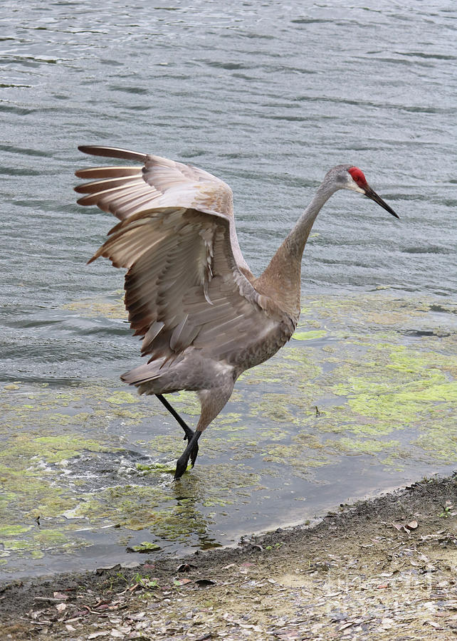 Playful Sandhill Crane by the Pond Photograph by Carol Groenen
