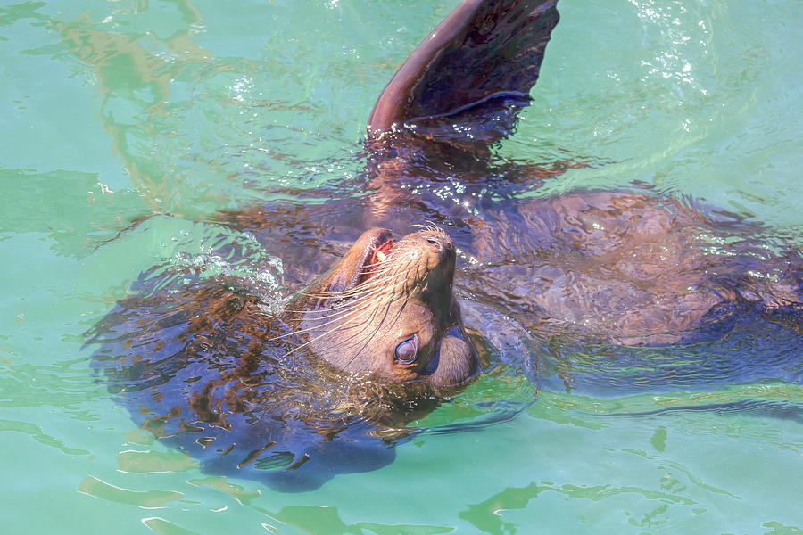Playful Sea Lion Photograph by Kristina Rinell