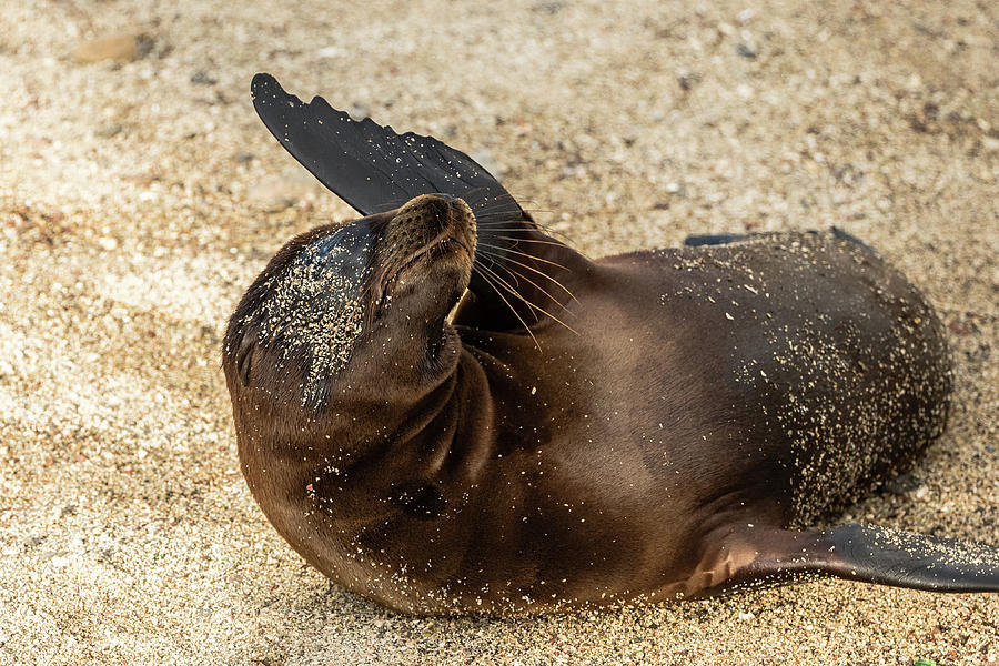 Playful Sea Lion Pup Photograph by Cindy Archbell