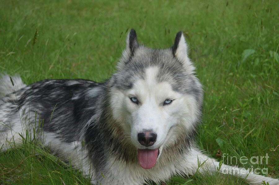 are mackenzie river huskies playful