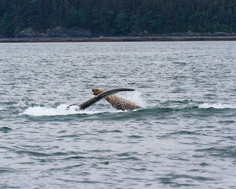 Playful Steller Sea Lion and Humpback Whale Photograph by Allan Levin