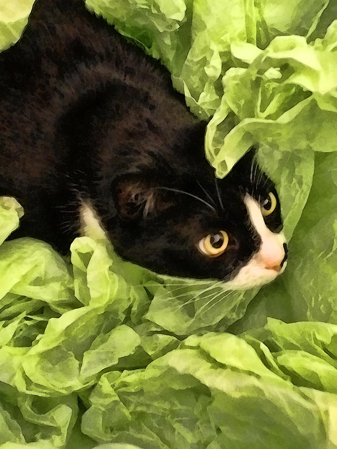 Playful Tuxedo Kitty in Green Tissue Paper Photograph by Kathy Clark
