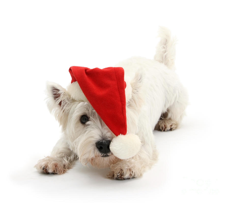 Playful Westie wearing a Santa hat Photograph by Warren Photographic