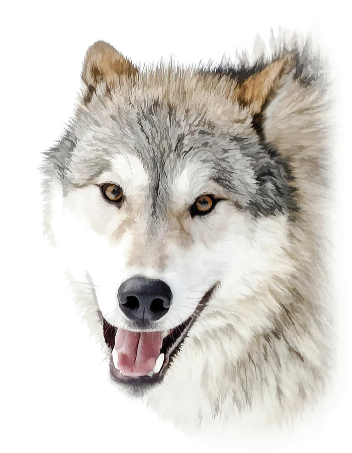 Playful Wolf Close Up Photograph by Athena Mckinzie - Fine Art America