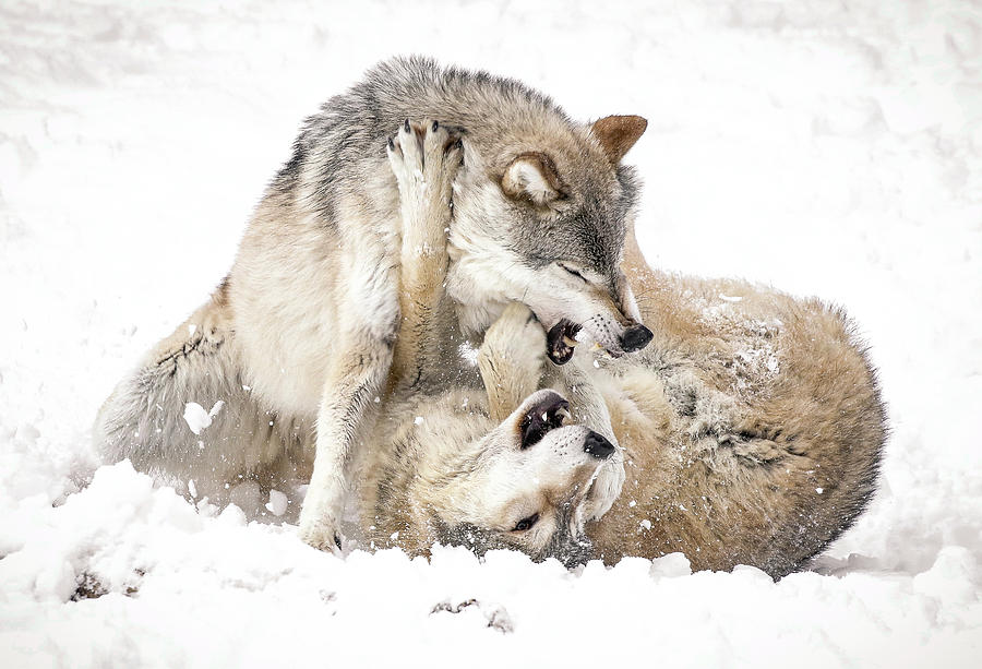 Playful Wolves In Winter Photograph by Athena Mckinzie