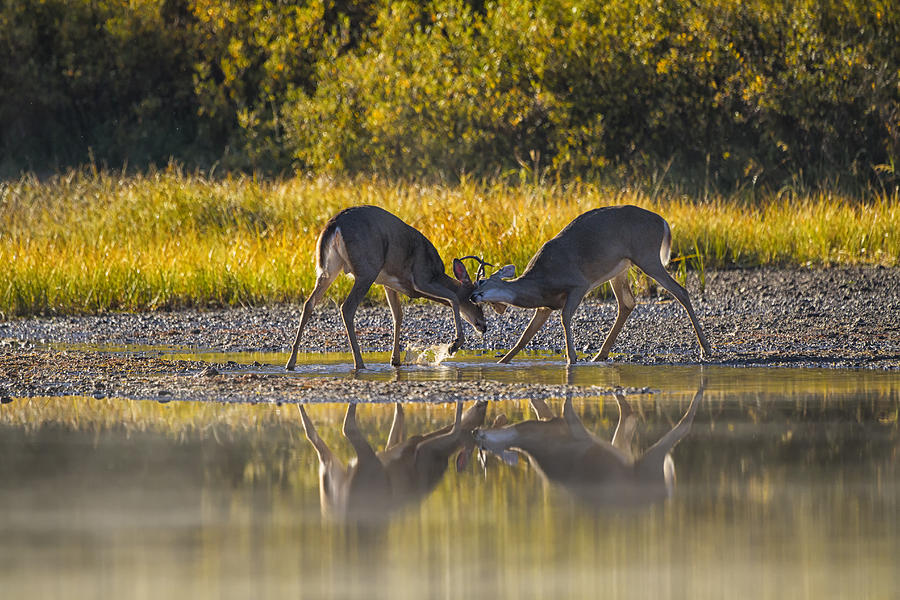 Deer Photograph - Playful Young Bucks by Mark Kiver