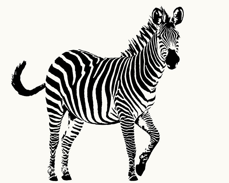 Playful Zebra Full Figure by Scotch Macaskill Playful Zebra Full Figure by Scotch Macaskill