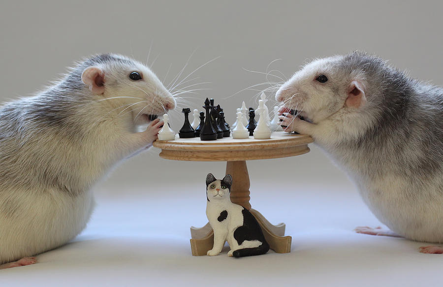 Mouse Photograph - Playing  Chess! by Ellen Van Deelen