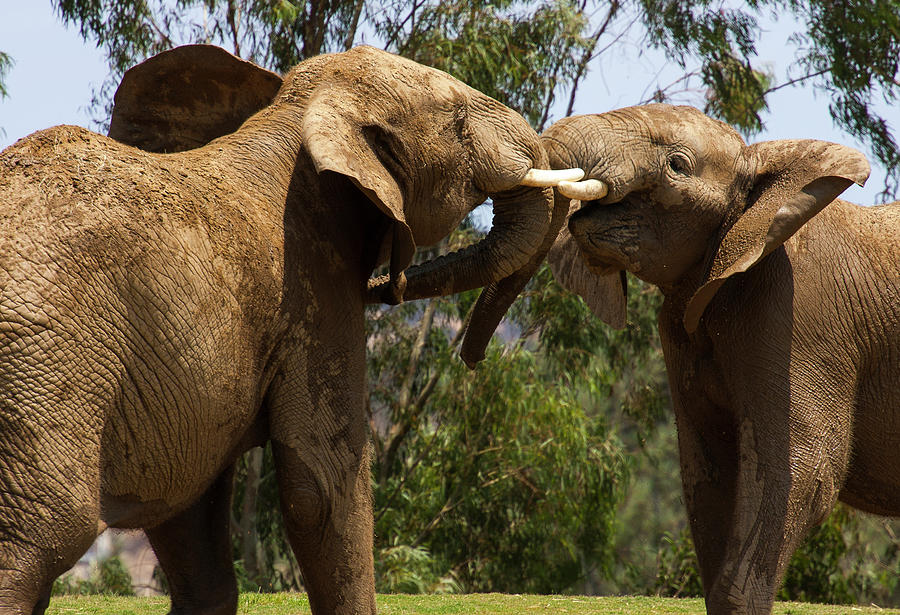 Playing Elephants Photograph by Anthony Jones