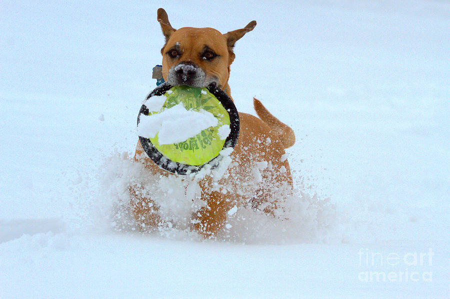 Playing Frisbee In The Snow Photograph by Adam Jewell