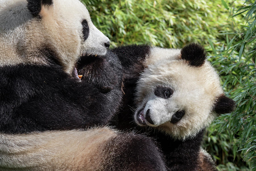 Playing Giant Pandas Photograph by Arterra Picture Library