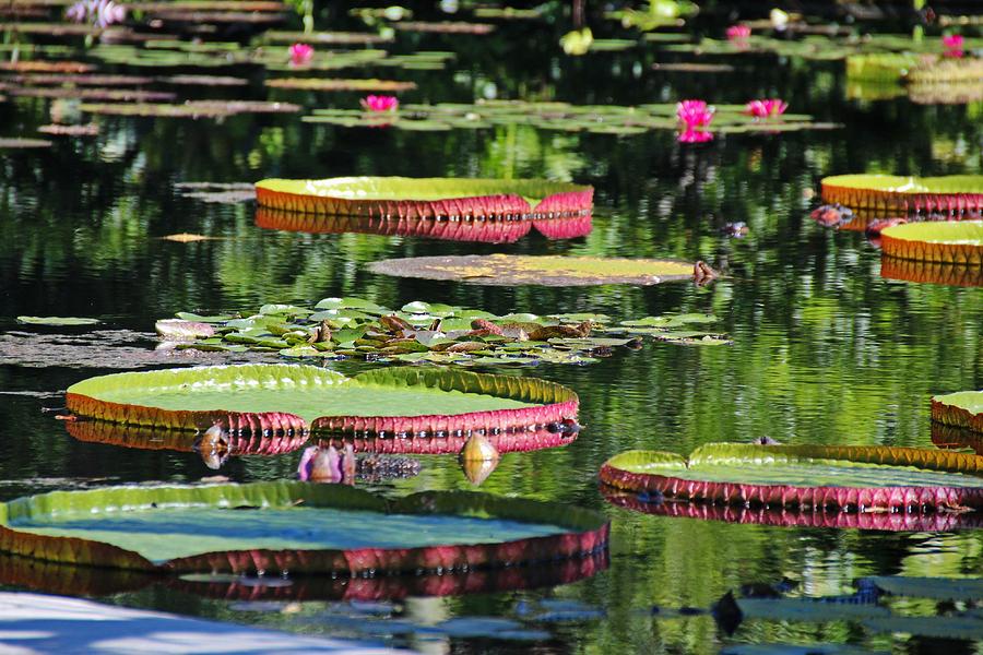 Playing on Lily Pads Photograph by Michiale Schneider