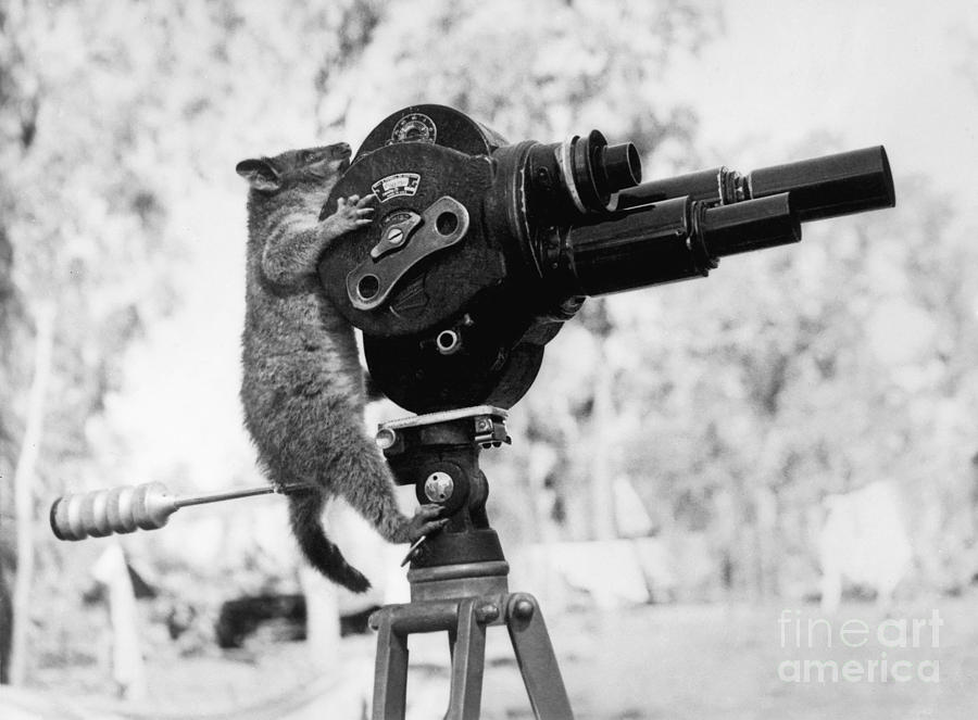 Movie Photograph - Playing Possum  by Jon Neidert
