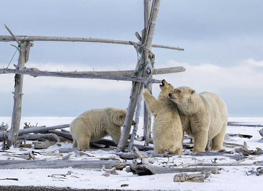 Playtime in the Arctic Photograph by Cheryl Strahl