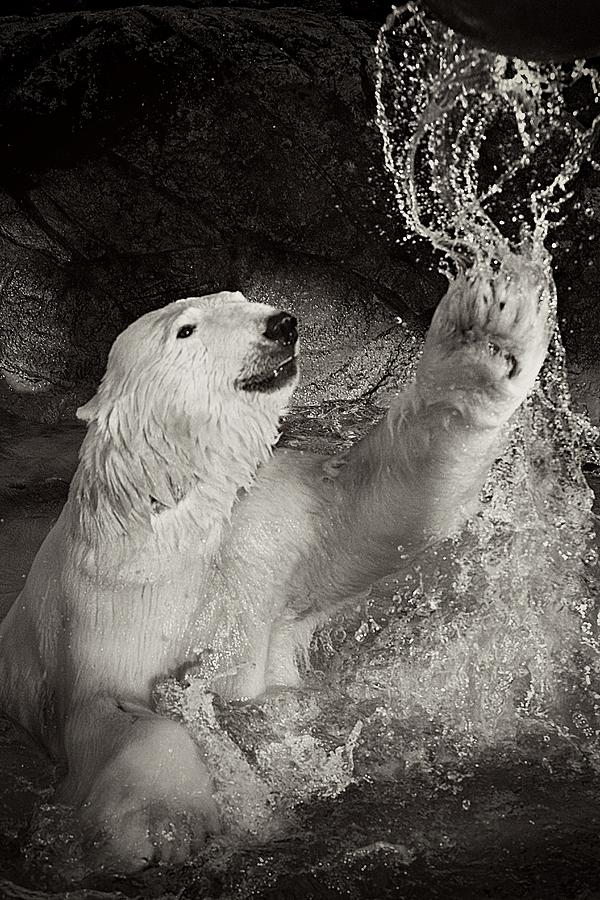 Playtime Photograph by Jessica Brawley