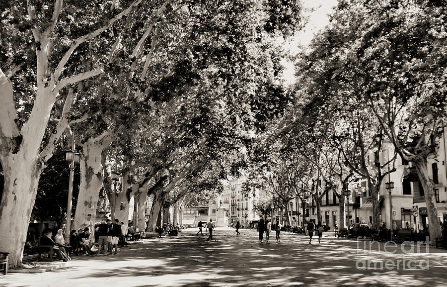 Plaza Street Trees Figueres Spain Dali Home Town  Photograph by Chuck Kuhn