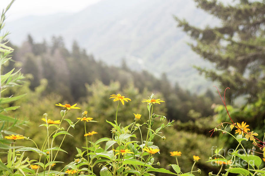 Wild Flowers on a Hill Side Photograph by Larry Braun | Fine Art America