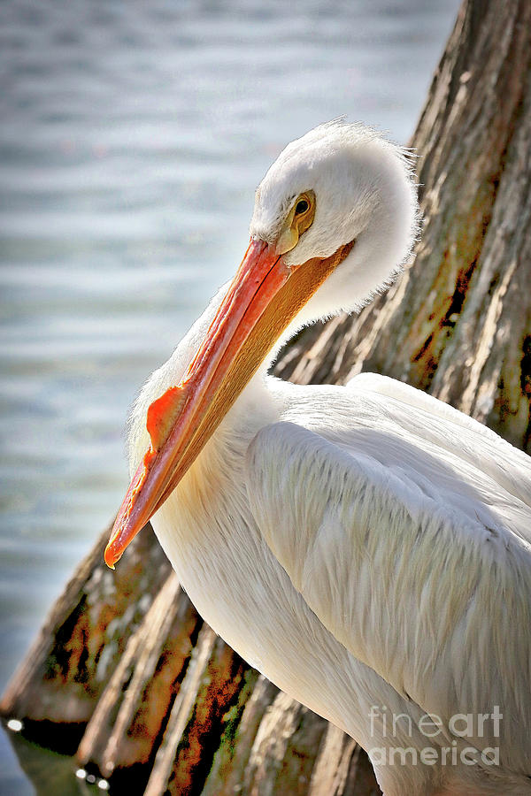 Pleasant Pelican Photograph by Carol Groenen