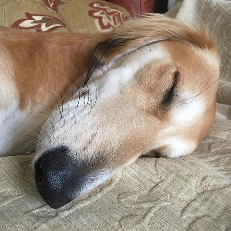 Saluki Photograph - Please Be Quiet. Saluki by John Edwards Saluki Photograph - Please Be Quiet. Saluki by John Edwards