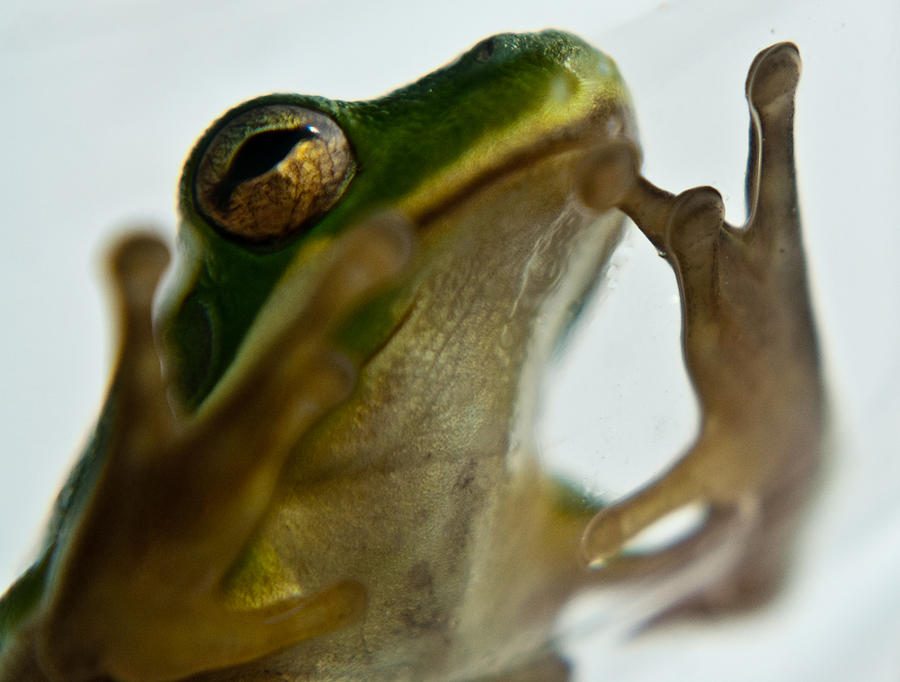 Please Not in a Frogs Eye Photograph by Douglas Barnett