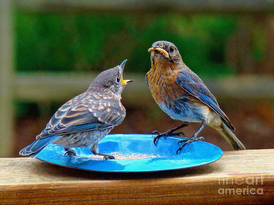 Bluebird Photograph - Please Please Pretty Please by Sue Melvin