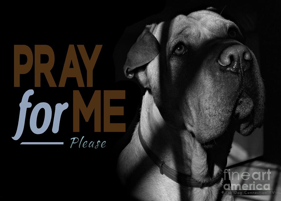 Dog Digital Art - Please Pray For Me by Kathy Tarochione