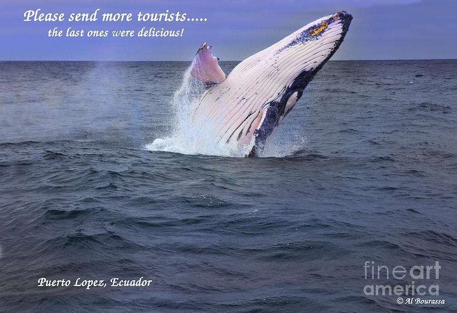 Please Send More Tourists - Humpback Whale Photograph by Al Bourassa