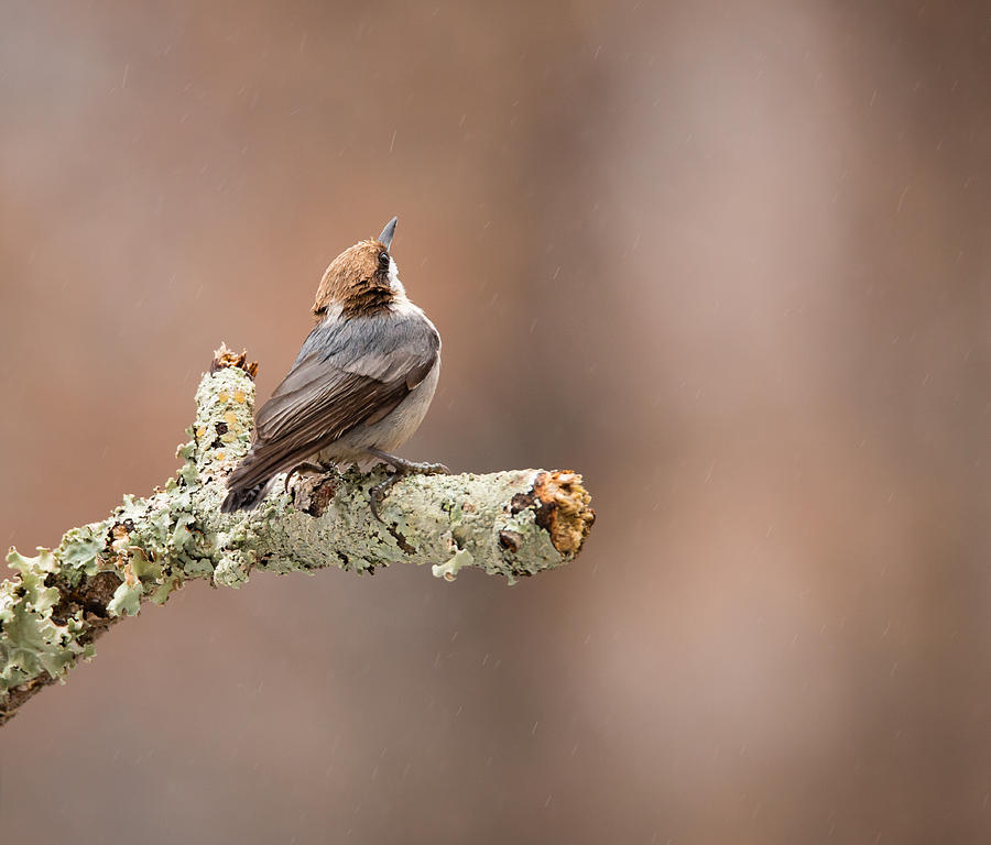 Please Stop The Rain - Brown-headed Nuthatch Photograph by Christy Cox
