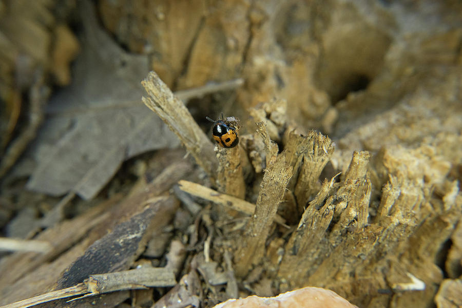 Pleasing Fungus Beetle 1 Photograph by Douglas Barnett