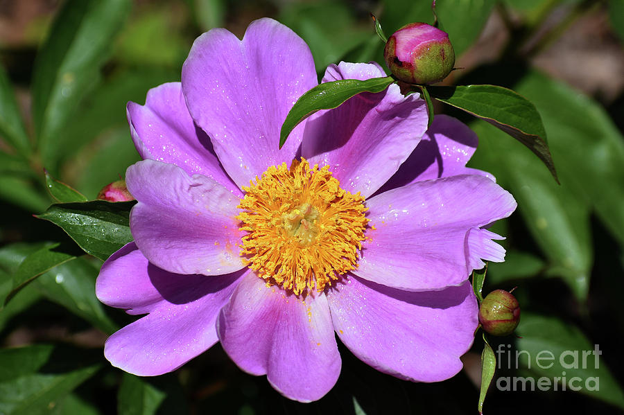 Flower Photograph - Pleasing Peony by Skip Willits