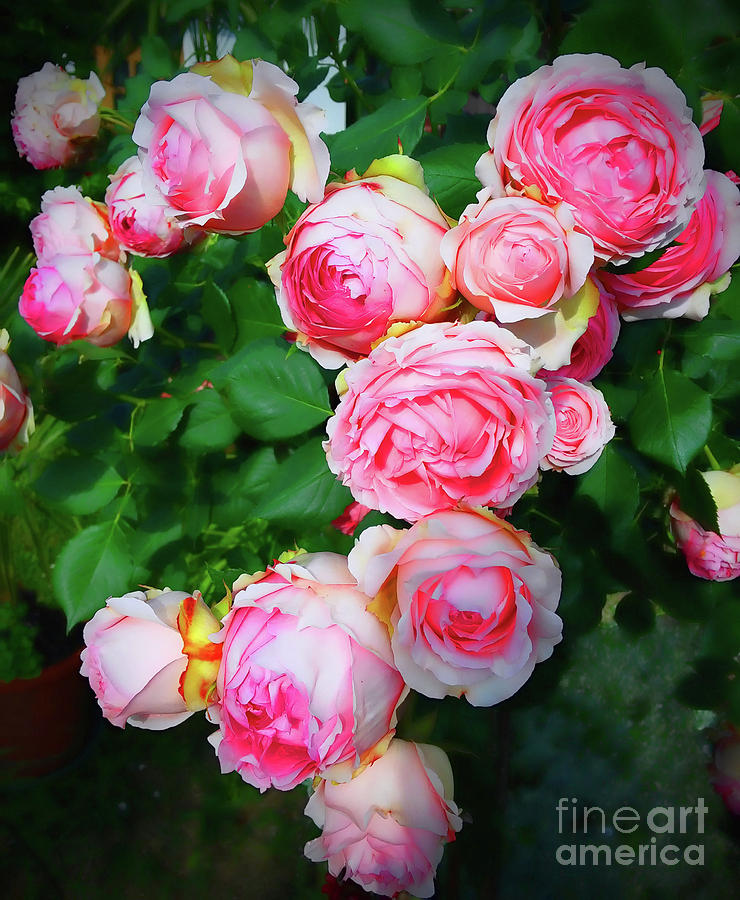 Pleasure Of Roses Photograph by Jasna Dragun
