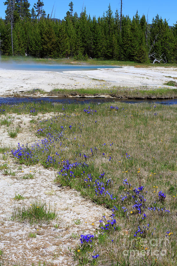 Pleated gentians beside Iron Creek Photograph by Louise Heusinkveld