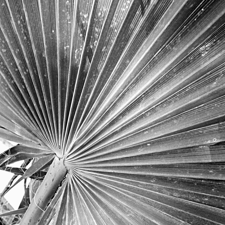 Pleated  Palm Photograph by Pamela Smale Williams