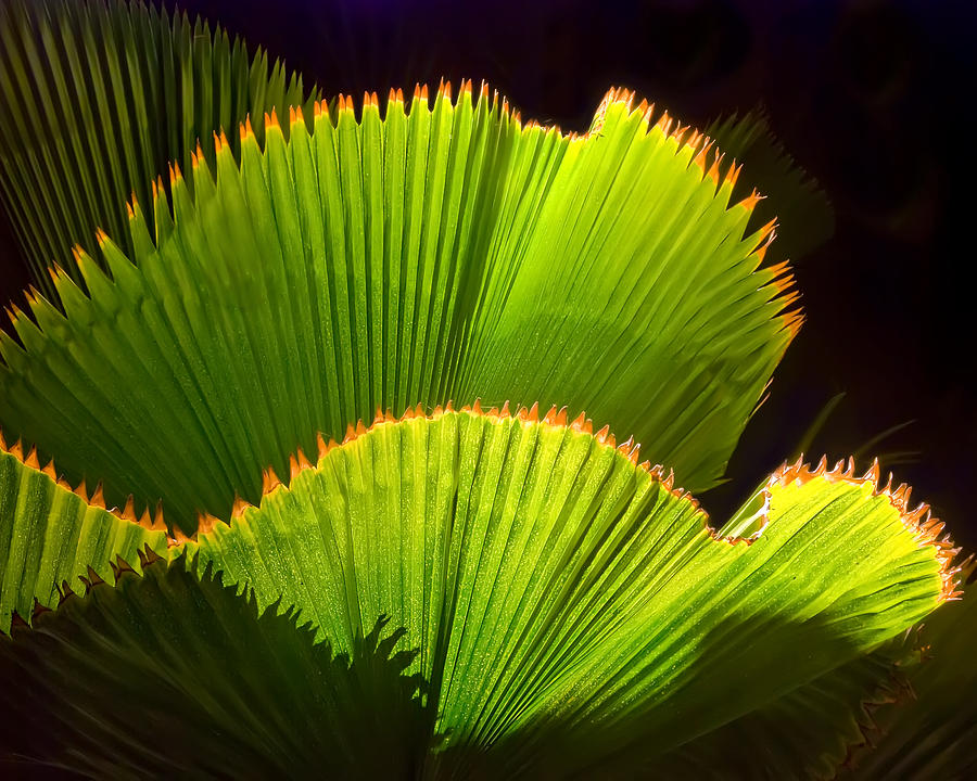 Nature Photograph - Pleated Palm by Laura Ducceschi