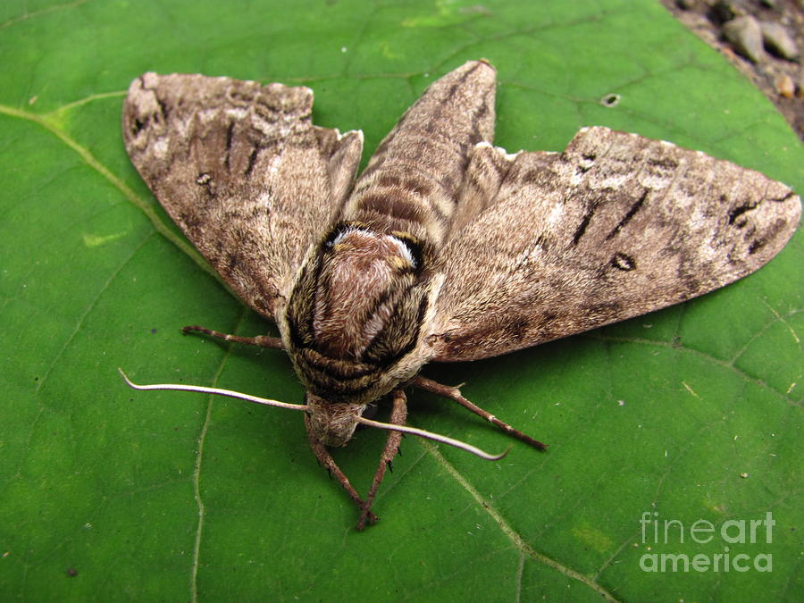 Plebeian Sphinx Moth Photograph by Joshua Bales