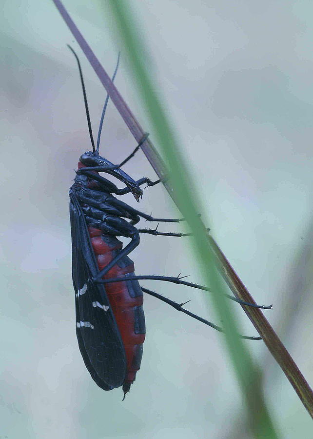 Insect Photograph - Plecopteran on grass stem by Matt Cormons Insect Photograph - Plecopteran on grass stem by Matt Cormons