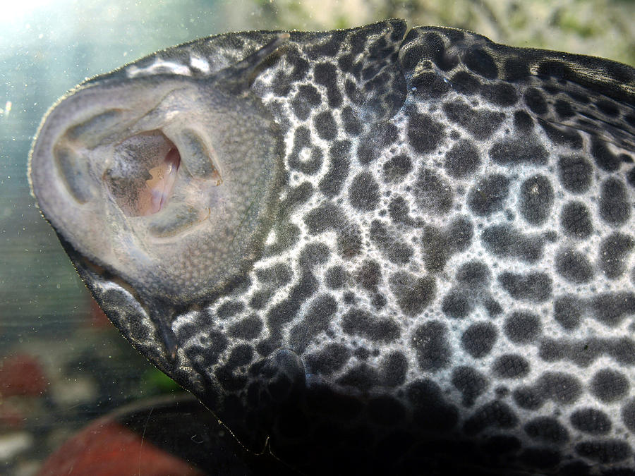 Plecostomus Mouth by Tarey Potter Plecostomus Mouth by Tarey Potter