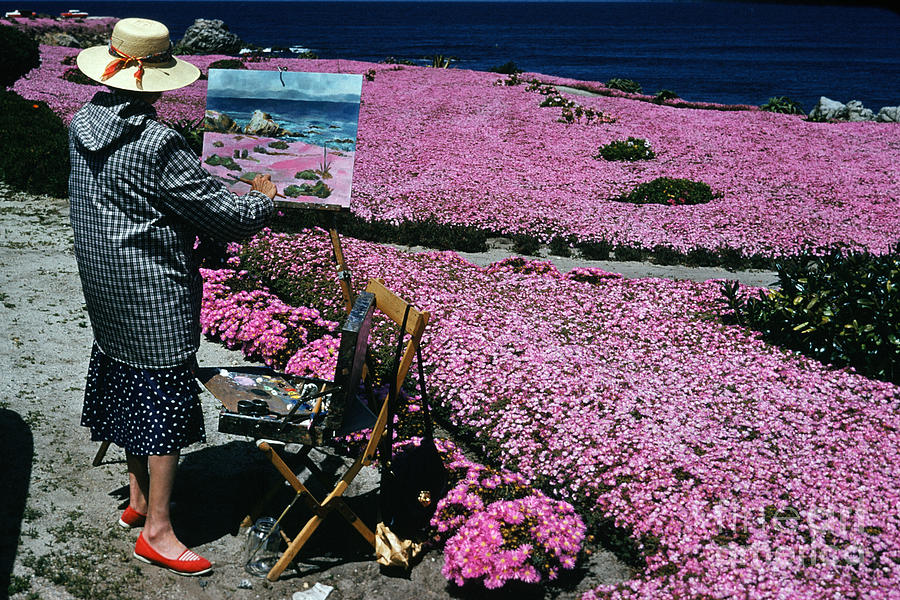 Flower Photograph - Plein Air Artist painting the Pink Carpet of mesembryanthemum flowers 1960 by Monterey County Historical Society
