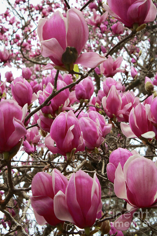 Plenty of Pink Magnolias Photograph by Carol Groenen
