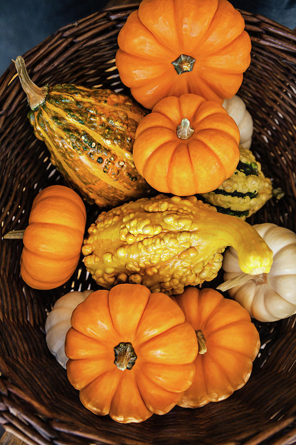 Plenty Of Pumpkins by Evgeniya Lystsova Plenty Of Pumpkins by Evgeniya Lystsova