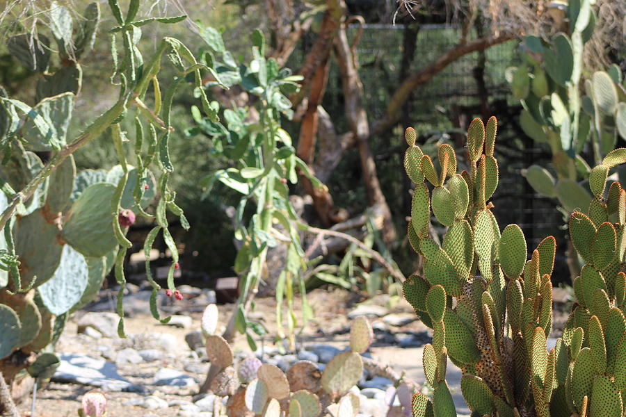 Plethora of Cacti Photograph by Colleen Cornelius