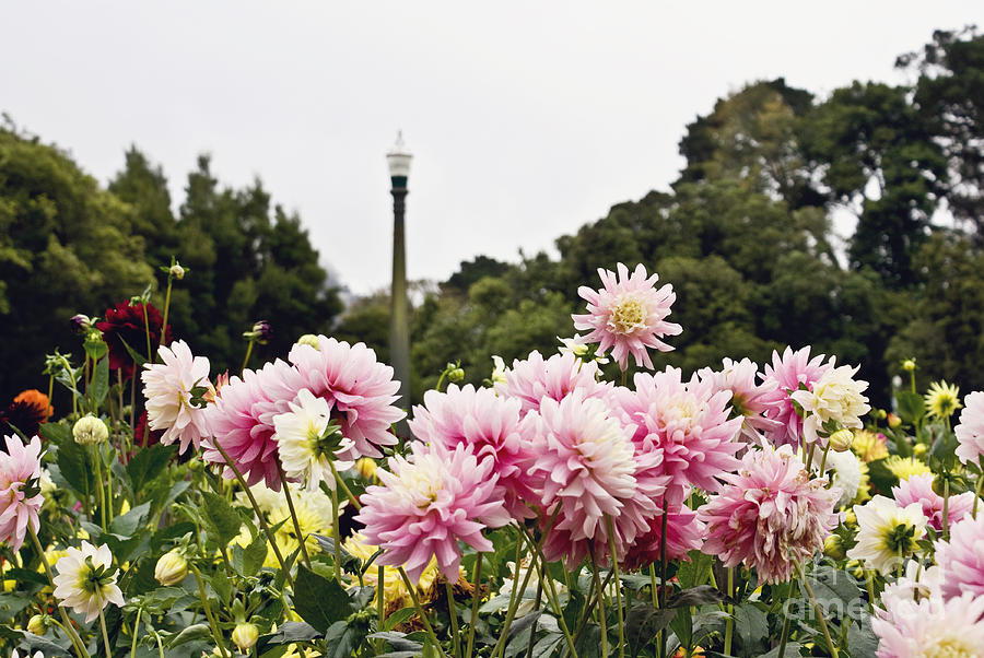 Plethora of dahlias Photograph by Cindy Garber Iverson