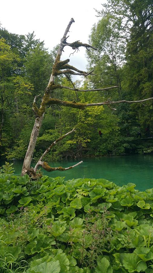 Plitvice Lakes Croatia 8 leaning trunk  Photograph by Zachary Lowery