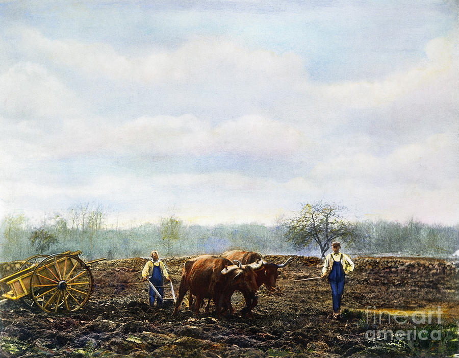 Ploughing, 1899 Photograph by Granger