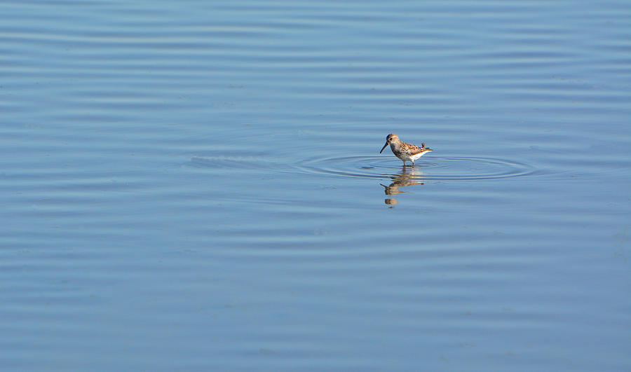 Plover and Ripples Photograph by Josephine Buschman