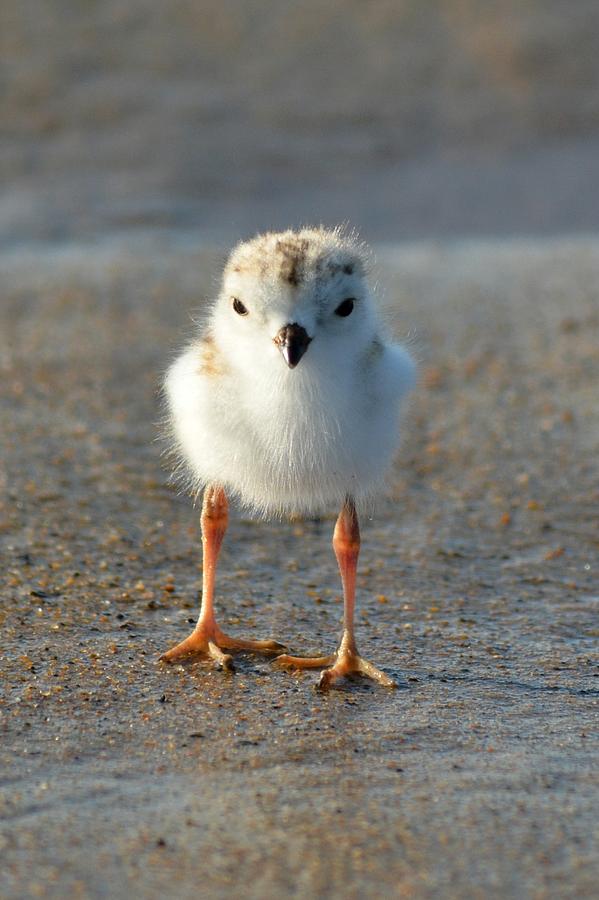 Plover Chick Photograph by Jo-Ann Matthews - Pixels