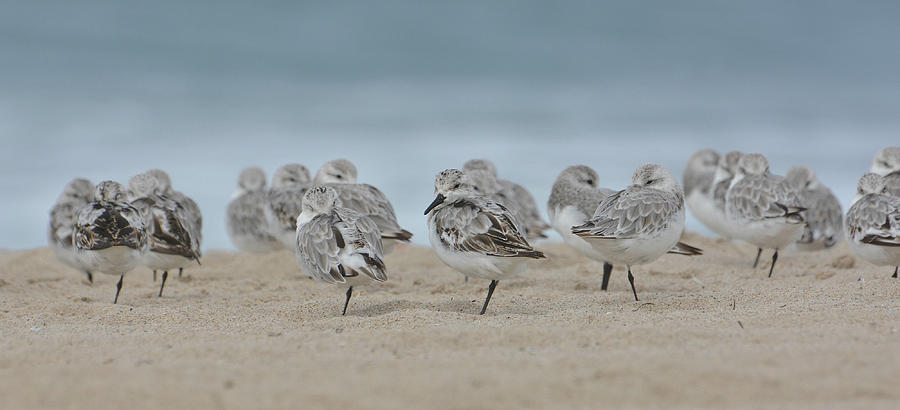 Plover Colony Photograph by Fraida Gutovich