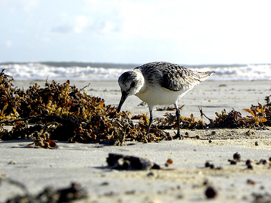 Plover on Daytona Beach Photograph by Christopher Mercer
